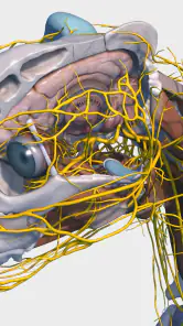 Complete Canine 3D - anatomy screenshot