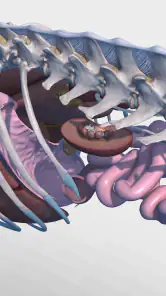 Complete Canine 3D - anatomy screenshot