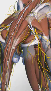 Complete Canine 3D - anatomy screenshot