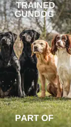 Gundog screenshot