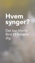 Merlin Bird ID af Cornell Lab screenshot