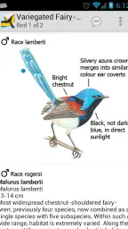 Morcombe's Birds of Australia screenshot
