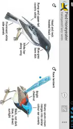 Morcombe's Birds of Australia screenshot
