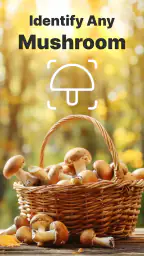 Mushroomizer screenshot