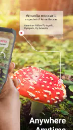 Picture Mushroom - Mushroom ID screenshot
