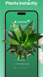 Plant Identifier: LeafSnap screenshot