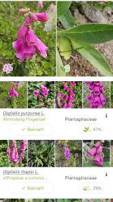 PlantNet Plante Identificering screenshot