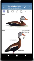 Sibley Birds 2nd Edition screenshot