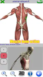 Visual Anatomy screenshot