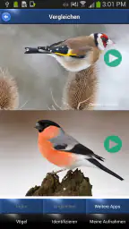 Vogelstimmen Id - Ruf + Gesang screenshot