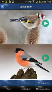 Vogelstimmen Id - Ruf + Gesang screenshot