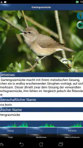 Vogelstimmen Id - Ruf + Gesang screenshot