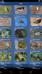 Vogelstimmen Id - Ruf + Gesang screenshot