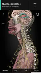Anatomyka - 3D Anatomy Atlas screenshot