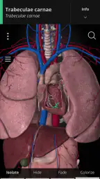 Anatomyka - 3D Anatomy Atlas screenshot