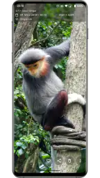 Aves Galerie screenshot