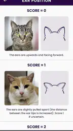 Feline Grimace Scale screenshot