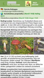 Meine Pilze (Pilzbestimmung) screenshot