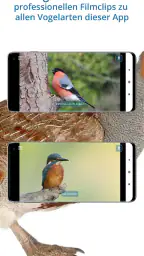 NABU Vogelwelt Vögel Bestimmen screenshot