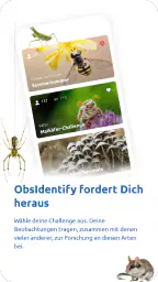 ObsIdentify screenshot