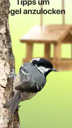 Picture Bird - Vögel bestimmen screenshot