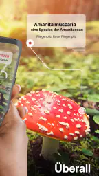 Picture Mushroom - Pilzführer screenshot