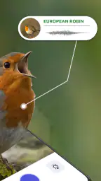 Vogelstimmen Erkennungs App screenshot