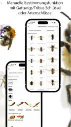 Wildbienen Id BienABest screenshot