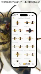 Wildbienen Id BienABest screenshot