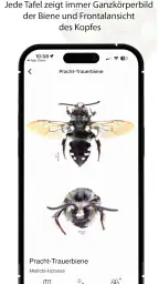 Wildbienen Id BienABest screenshot