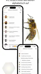 Wildbienen Id BienABest screenshot
