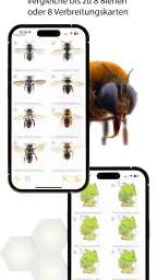 Wildbienen Id BienABest screenshot