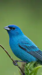 Audubon Bird Guide screenshot