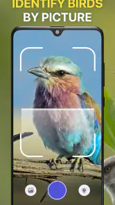 Bird Sound Identifier Bird ID screenshot