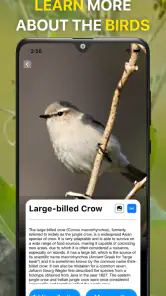 Bird Sound Identifier Bird ID screenshot