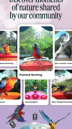 Birdbuddy: ID & Collect Birds screenshot