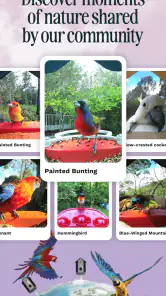 Birdbuddy: ID & Collect Birds screenshot