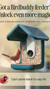 Birdbuddy: ID & Collect Birds screenshot