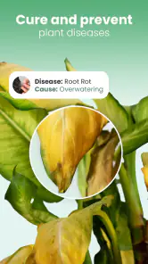 Blossom - Plant Identifier screenshot