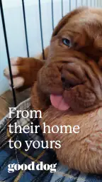 Good Dog: Find Your Puppy screenshot