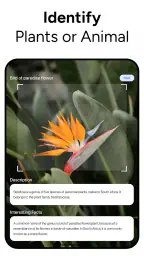 Lens AI & Reverse Image Search screenshot