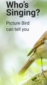Picture Bird - Bird Identifier screenshot