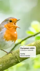 Picture Bird - Bird Identifier screenshot
