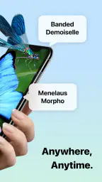 Picture Insect: Bug Identifier screenshot