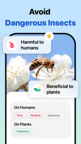 Picture Insect: Bug Identifier screenshot