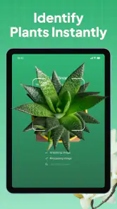 Plant Identifier: LeafSnap screenshot