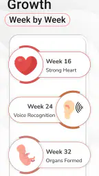 Pregnancy Calculator: Due Date screenshot