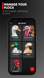 RUN-CHICKEN screenshot