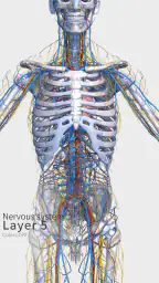 Visual Anatomy 3D - Human body screenshot