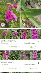 PlantNet Identifica Plantas screenshot